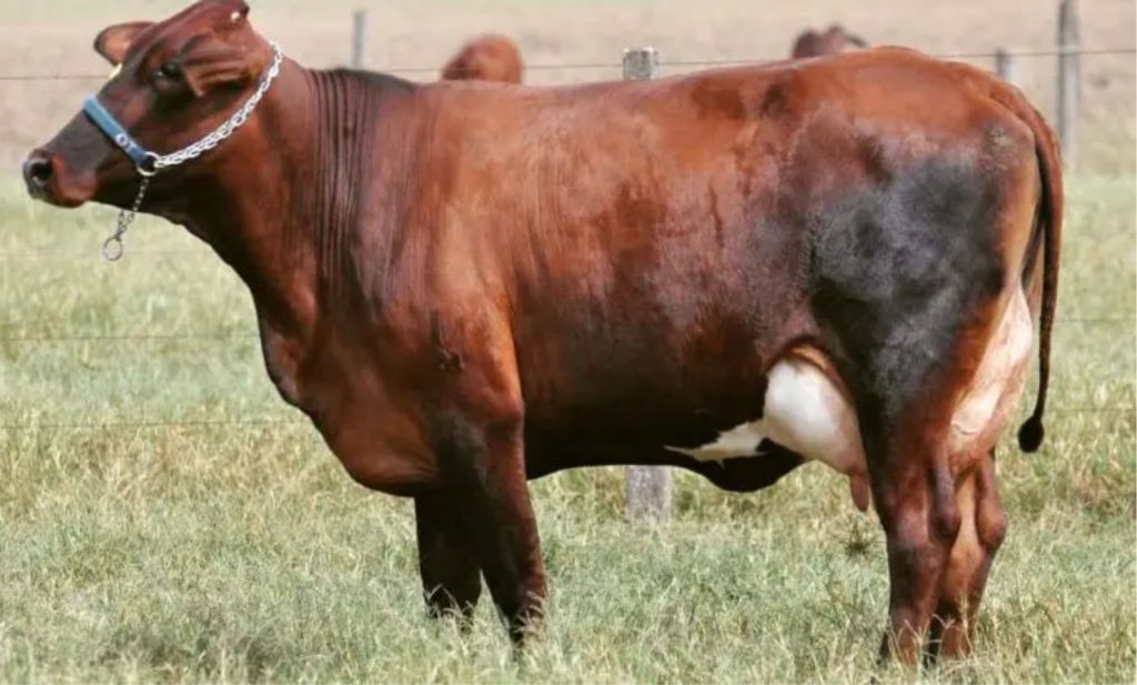 O Sinjer, antes conhecido como Jerdi, é o resultado do cruzamento entre as raças Sindi e Jersey.