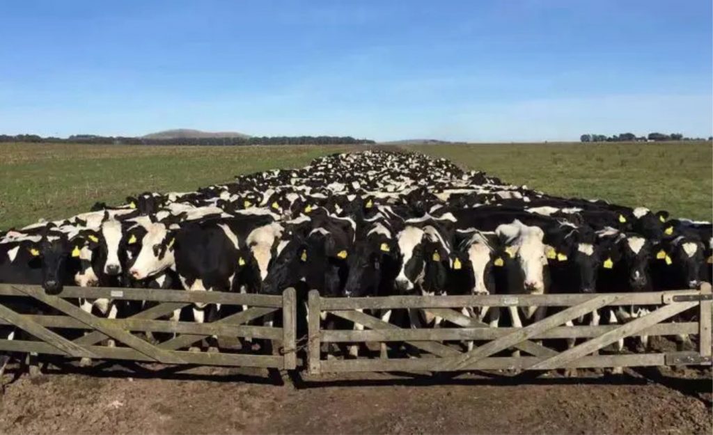 Minas Gerais, Paraná e Rio Grande do Sul lideraram os valores de produção estaduais,