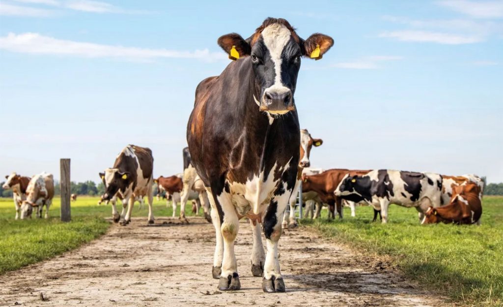 Desconforto: Neste inverno, as regiões Vale do Uruguai, Baixo Vale do Uruguai e Depressão Central registraram condições climáticas que propiciaram situações de estresse térmico nos rebanhos, mas em baixos percentuais.