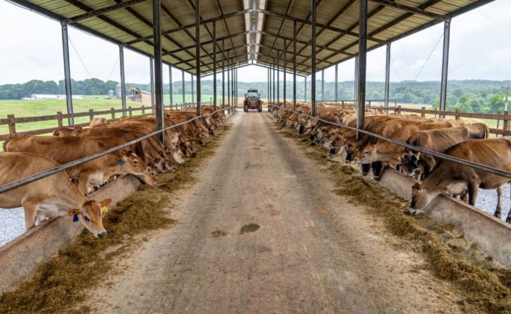 Vacas Jersey nutridas com silagem de milho: as dicas para iniciar a produção de leite