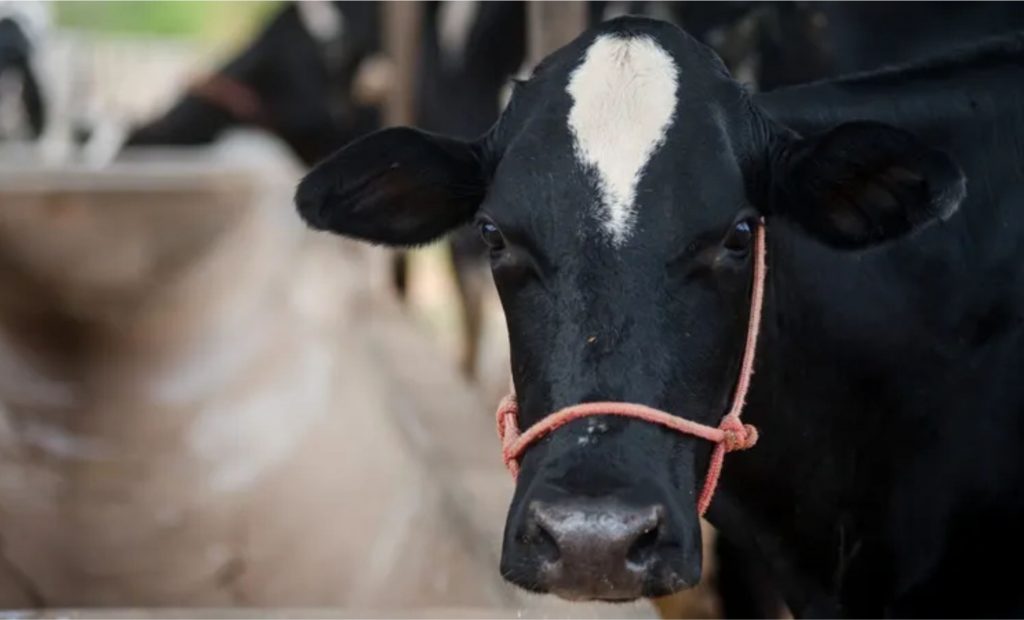 Leite A2 é originado de vacas selecionadas geneticamente.