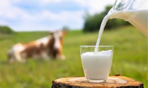 Aumento no preço do leite impacta produtores e consumidores em Mato Grosso/ Licitação