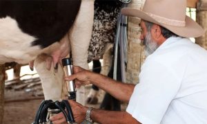 COMISSAO Leite. Produtor paraense ordenha vaga em sua propriedade