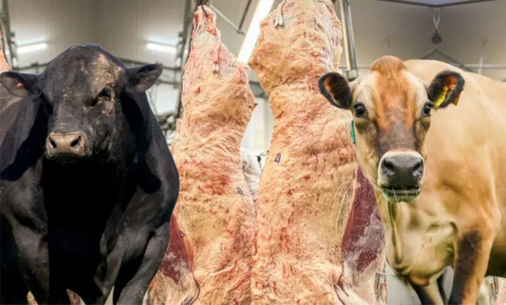 O Beef-on-Dairy tem o potencial de revolucionar a pecuária brasileira, integrando de forma eficaz a produção de carne e leite, promovendo sustentabilidade e agregando valor aos rebanhos leiteiros.