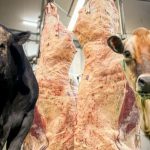 O Beef-on-Dairy tem o potencial de revolucionar a pecuária brasileira, integrando de forma eficaz a produção de carne e leite, promovendo sustentabilidade e agregando valor aos rebanhos leiteiros.