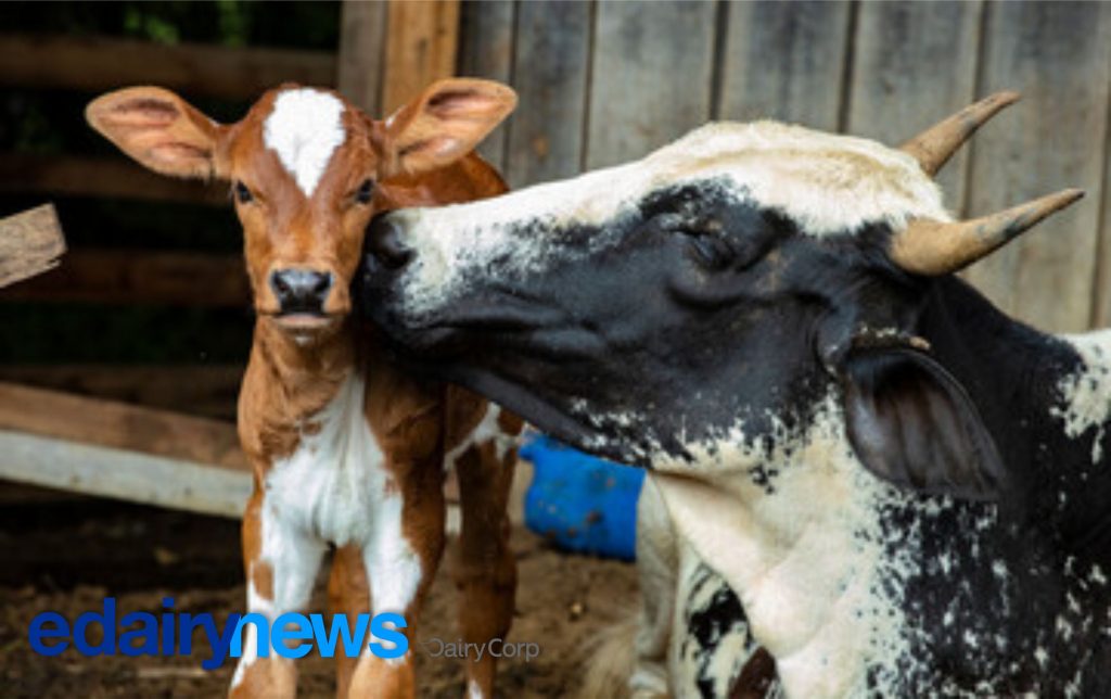 Pecuária Leiteira- A pecuária brasileira, incluindo a produção de carne e leite, é uma das principais responsáveis por colocar o Brasil como um dos maiores exportadores de alimentos do mundo.