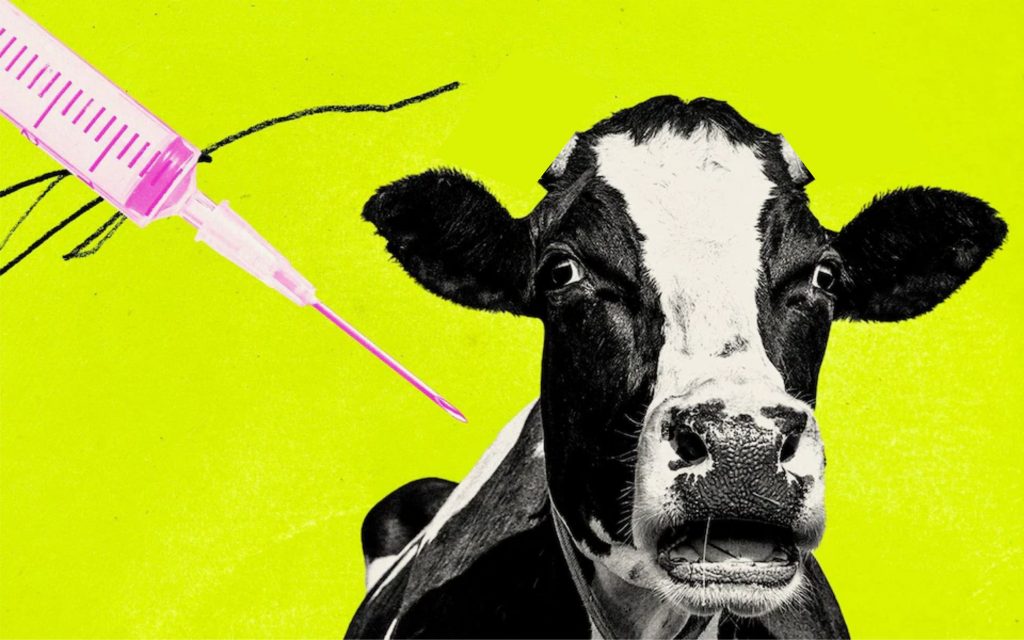 Os cientistas estão tentando desenvolver uma vacina que reduzirá a quantidade de micróbios produtores de metano no estômago das vacas