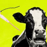 Os cientistas estão tentando desenvolver uma vacina que reduzirá a quantidade de micróbios produtores de metano no estômago das vacas