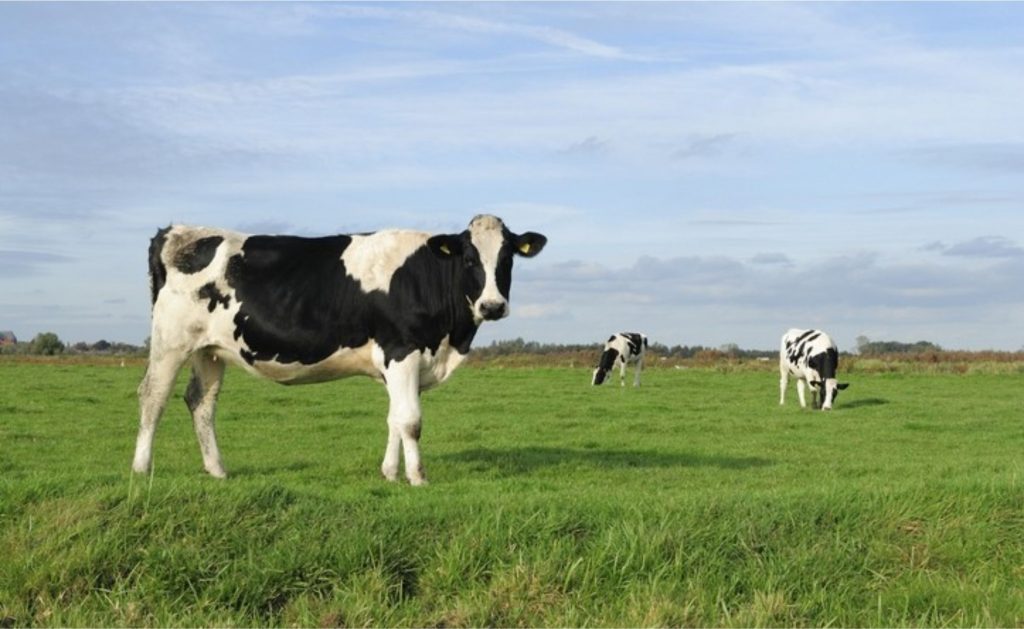 Cargill. Se os fatores financeiros estiverem presentes, os agricultores agirão rapidamente. © GettyImages/VLIET