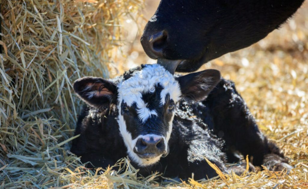 O prêmio Good Calf Commendation foi concedido à Kalverliefde, uma empresa holandesa que colabora com pequenos agricultores orgânicos e biodinâmicos.