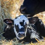 O prêmio Good Calf Commendation foi concedido à Kalverliefde, uma empresa holandesa que colabora com pequenos agricultores orgânicos e biodinâmicos.