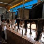 Foto: Israel Baumann/Canal Rural Mato Grosso