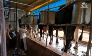 Foto: Israel Baumann/Canal Rural Mato Grosso