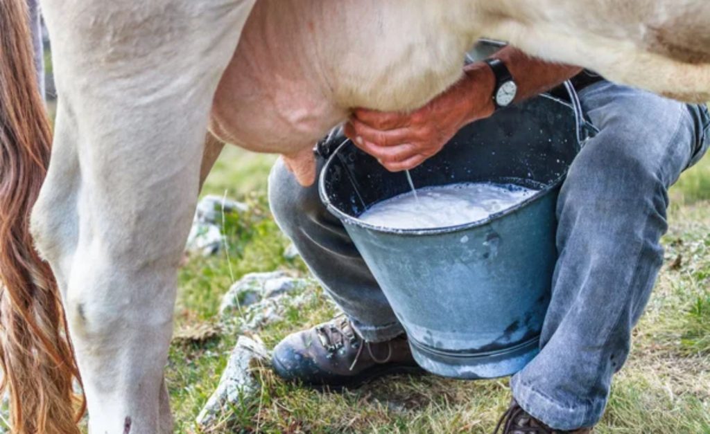 QUEIJO MINAS ARTESANAL É FEITO DE LEITE DE VACA CRU E SEGUE PROCESSOS TRADICIONAIS DE PRODUÇÃO, EM PEQUENAS PROPRIEDADES / Foto: Reprodução