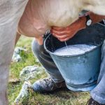 QUEIJO MINAS ARTESANAL É FEITO DE LEITE DE VACA CRU E SEGUE PROCESSOS TRADICIONAIS DE PRODUÇÃO, EM PEQUENAS PROPRIEDADES / Foto: Reprodução