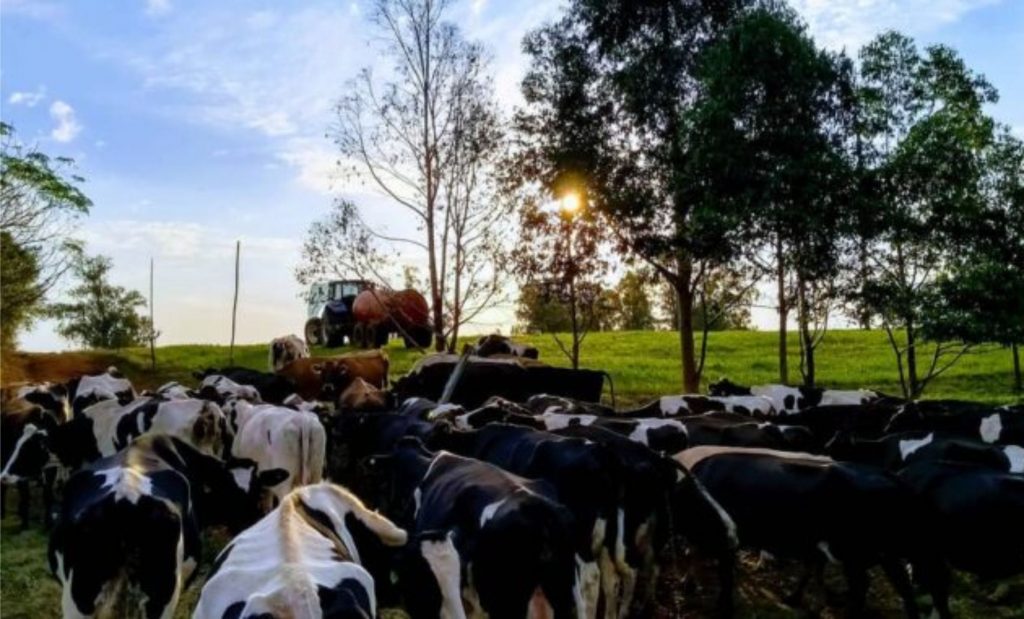 insumos, Em Alegrete, produtos como iogurte, leite, queijo e mais alguns, também tiveram aumento de preço