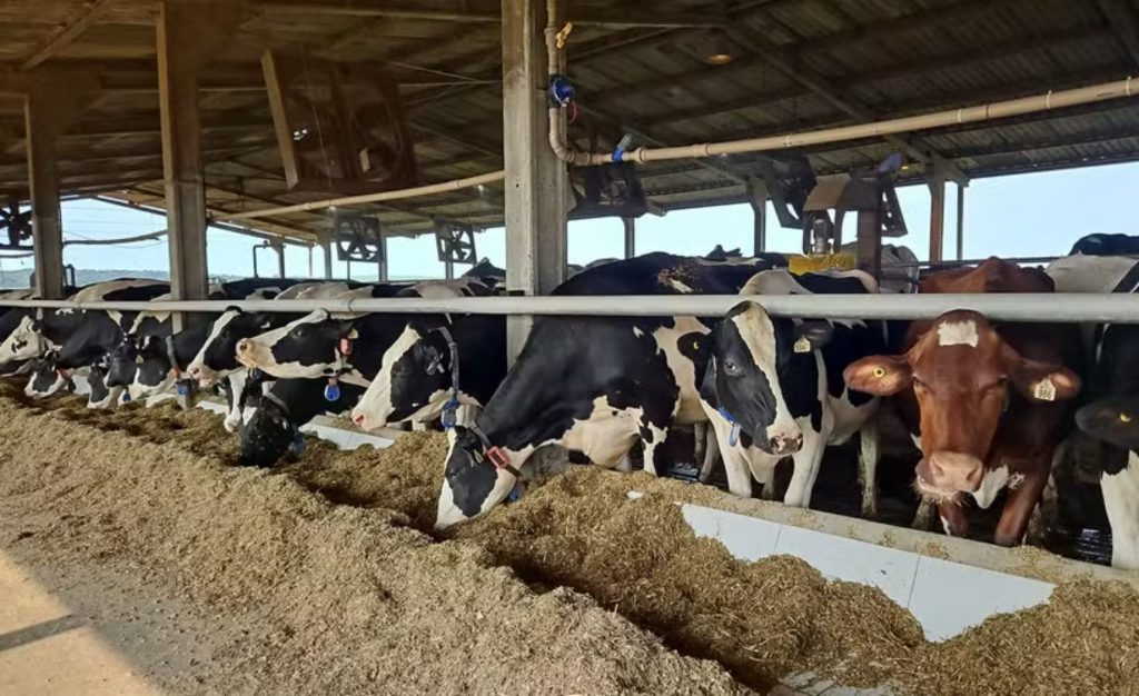 De acordo com levantamento da Embrapa, todas as regiões do Brasil indicaram queda no preço do leite — Foto: Fazenda Genética Arm / Divulgação