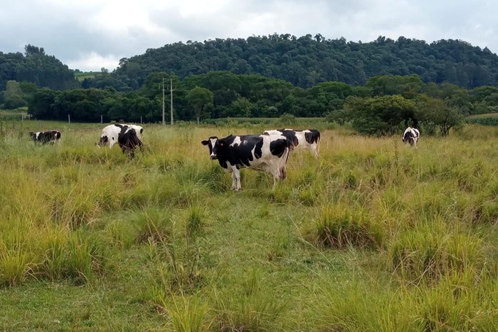 Parte da pastagem na propriedade morreu por falta de chuva e excesso de calor.Foto: Ângelo Mazzarollo / Arquivo Pessoal