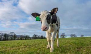 A bezerra Hilda pode se parecer com qualquer outra vaca do rebanho – mas seus genes foram projetados para impedir a liberação de gases nocivos do efeito estufa ao arrotar e ao soprar vento.