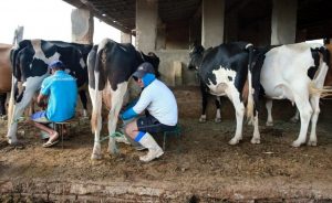 A produção de leite foi estimada em 1,1 bilhão de litros em 2022, número que representa crescimento de 10,7% na comparação com 2021 Foto: Fabiane de Paula / SVM