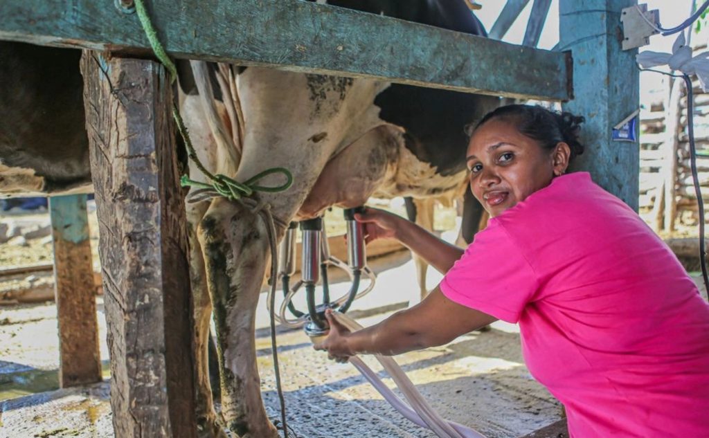 Produção na bacia leiteira piauiense volta a crescer após uma década