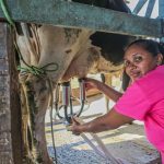 Produção na bacia leiteira piauiense volta a crescer após uma década