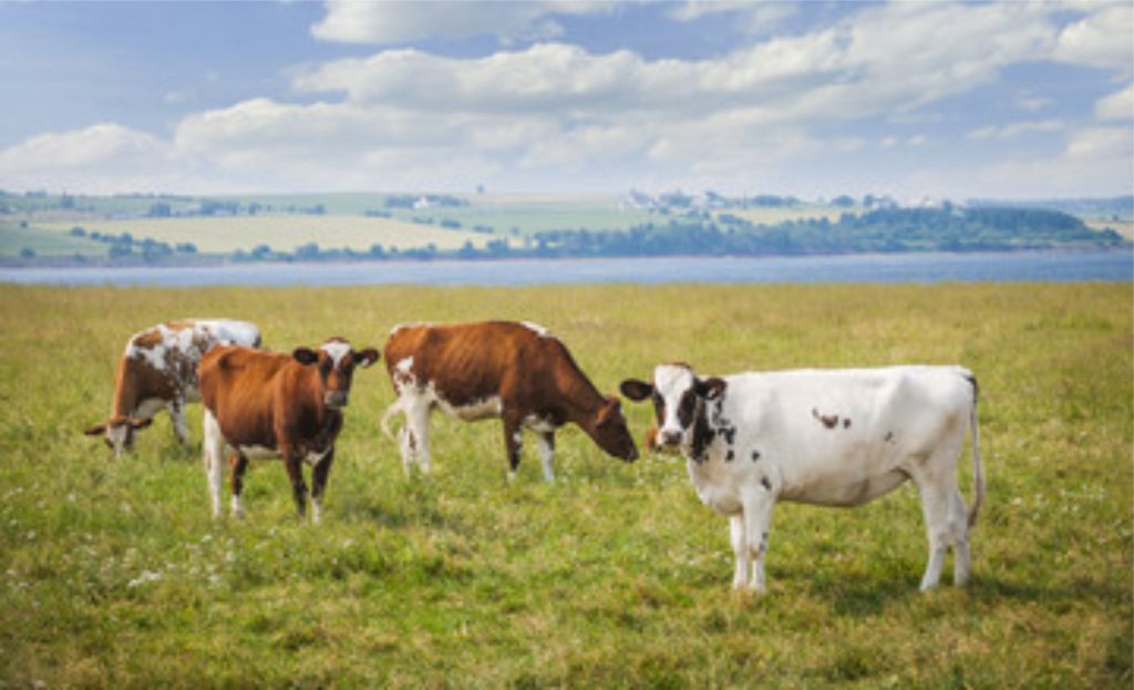 Durante o período de lactação, uma vaca Ayrshire pode produzir, em média, 7 mil kg de leite, demonstrando uma consistência notável ao longo do tempo.