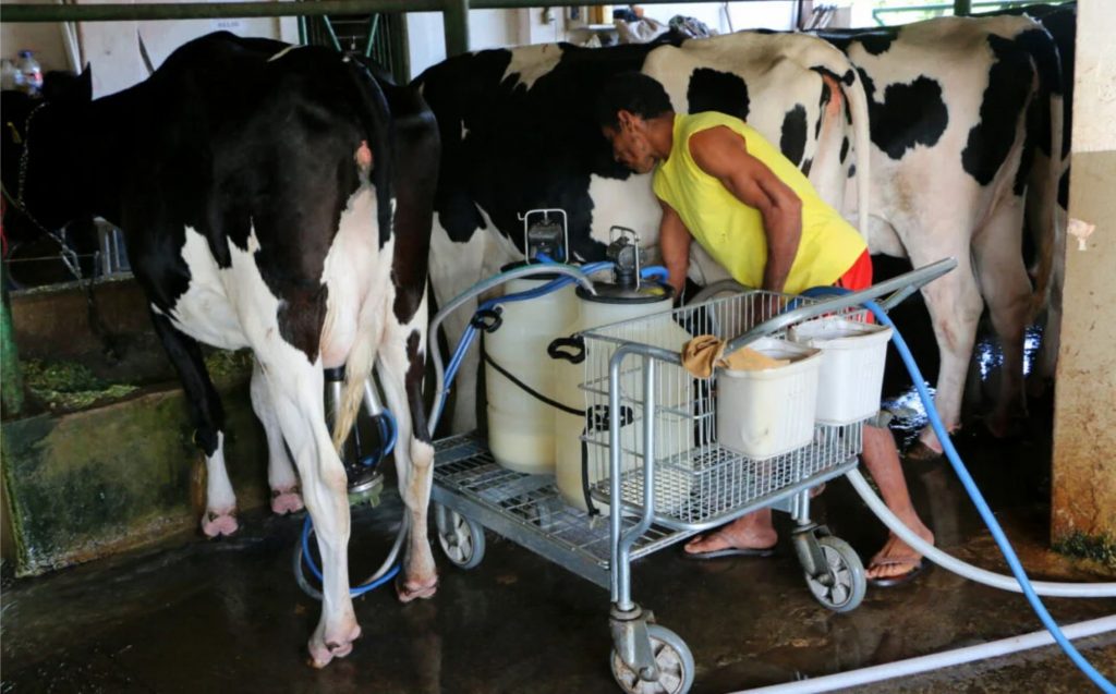 Tecnologia na ordenha mecânica é uma das inovações que têm provocado o aumento da produtividade na bacia leiteira potiguar | Foto: Alex Régis