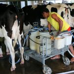 Tecnologia na ordenha mecânica é uma das inovações que têm provocado o aumento da produtividade na bacia leiteira potiguar | Foto: Alex Régis