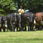 Girolando faz 29 anos reunindo recordes de registros genealógicos e de venda de sêmen