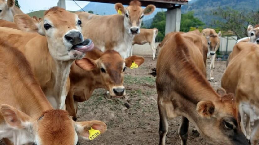 O segredo da produção única de queijos está na variedade das vacas, as jersey. Imagem: Divulgação Queijaria do Jordão