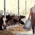 Fim do ITR para produtores de leite deve ser aprovado em breve