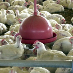 Gripe aviária