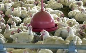 Gripe aviária