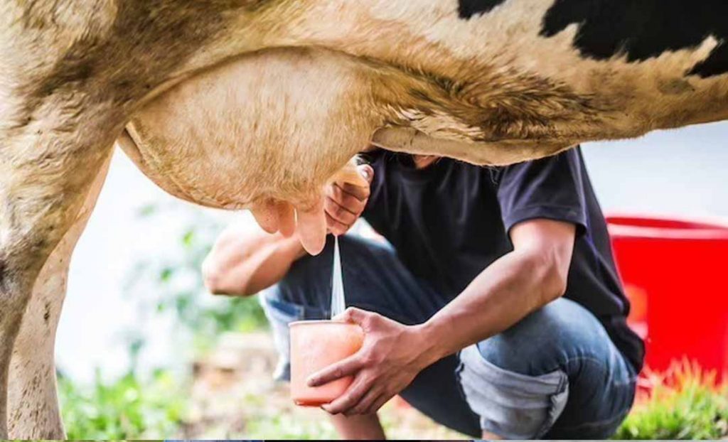 Apesar da qualidade dos pastos e até do rebanho leiteiro, um dos grandes gargalos é o escoamento da produção. Leite.