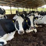A Campo Redondo se enquadra na categoria ouro e integra também, desde setembro de 2024, o seleto grupo de cinco propriedades do programa “Net Zero” da Nestlé.