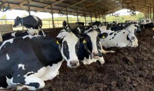 A Campo Redondo se enquadra na categoria ouro e integra também, desde setembro de 2024, o seleto grupo de cinco propriedades do programa “Net Zero” da Nestlé.