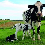 As regiões Sudeste, Centro-Oeste e Sul continuam se destacando na produção, com ênfase aos estados de Minas Gerais, Goiás, Paraná, Santa Catarina e Rio Grande do Sul. Leite.