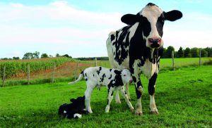 As regiões Sudeste, Centro-Oeste e Sul continuam se destacando na produção, com ênfase aos estados de Minas Gerais, Goiás, Paraná, Santa Catarina e Rio Grande do Sul. Leite.