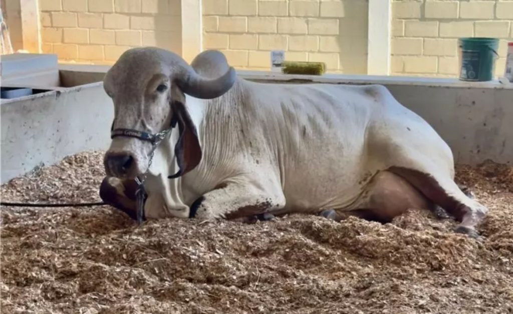 Vaca Bloguer Fiv Ribeirão Grande, que bateu o recorde mundial de produção leiteira (Divulgação SinRural)