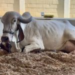 Vaca Bloguer Fiv Ribeirão Grande, que bateu o recorde mundial de produção leiteira (Divulgação SinRural)
