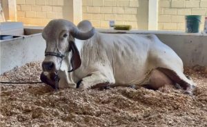 Vaca Bloguer Fiv Ribeirão Grande, que bateu o recorde mundial de produção leiteira (Divulgação SinRural)