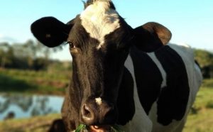 O desafio de produzir leite no invernoFoto: Fernando Wagner Malavasi/Embrapa/Divulgaçã. frio