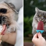 A grande distribuição está consciente do enorme peso que a alimentação especializada para animais de estimação está adquirindo e não vai perder esse bonde