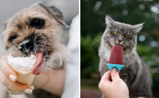 A grande distribuição está consciente do enorme peso que a alimentação especializada para animais de estimação está adquirindo e não vai perder esse bonde