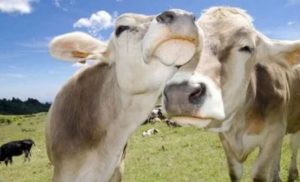 vaca