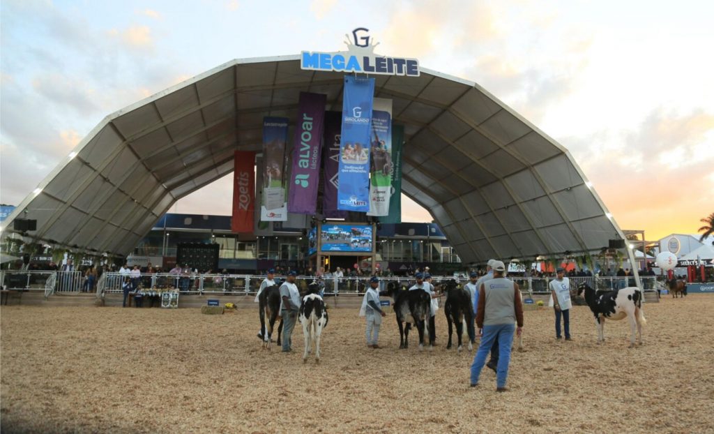 O evento movimentou cerca de R$ 300 milhões em negócios, 20% a mais que em 2024, segundo a Associação Brasileira dos Criadores de Girolando. Megaleite