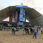 O evento movimentou cerca de R$ 300 milhões em negócios, 20% a mais que em 2024, segundo a Associação Brasileira dos Criadores de Girolando. Megaleite