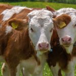 Suíça. A mudança propõe um novo padrão de rastreabilidade ética na cadeia de fornecimento de alimentos.