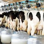 Os municípios da região são responsáveis por quase 41% da produção estadual, sendo São Lourenço do Sul, o quarto maior produtor de leite do estado. (Foto: divulgação)